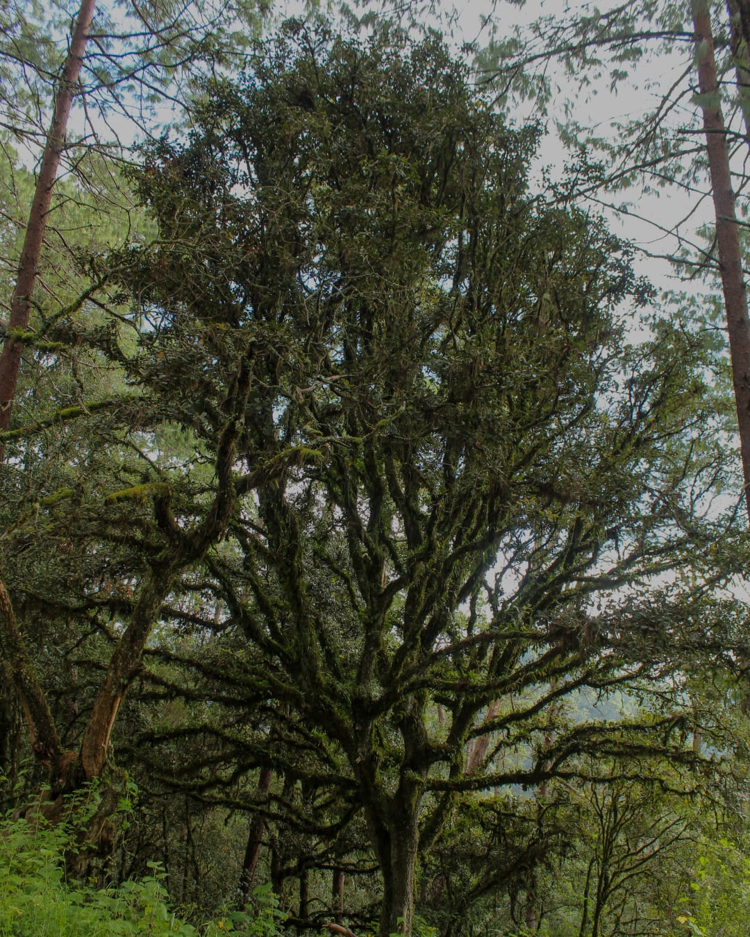 Detalle del paisaje en Campestre Pinal